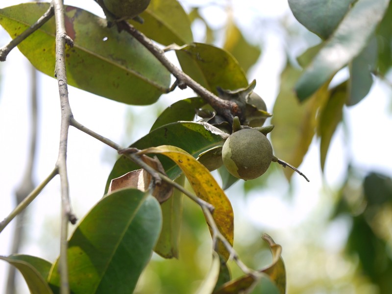 Diospyros candolleana photo 6