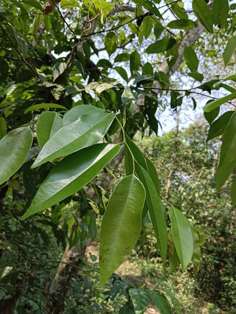 Diospyros candolleana photo 7