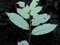 Diospyros capreifolia