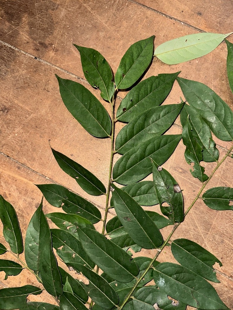 Diospyros capreifolia photo 2