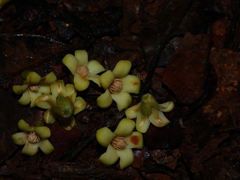 Diospyros capreifolia photo 3