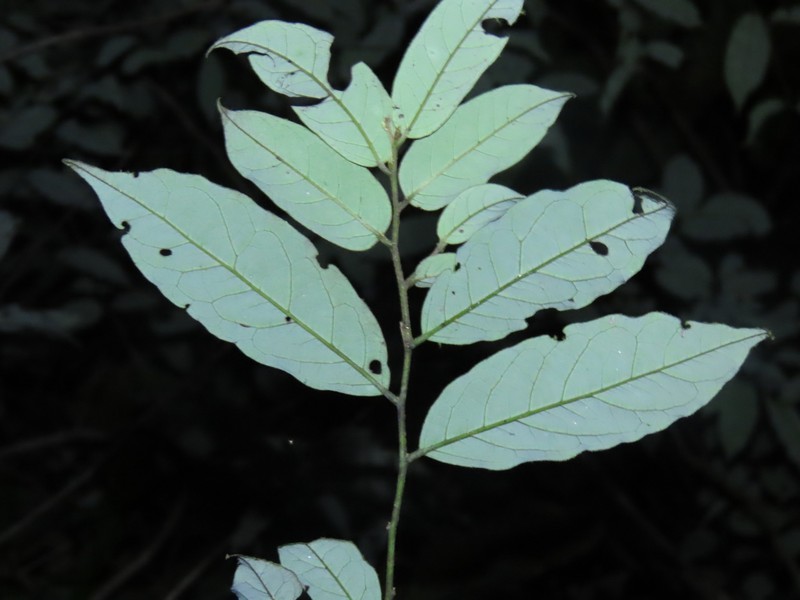 Diospyros capreifolia photo 4