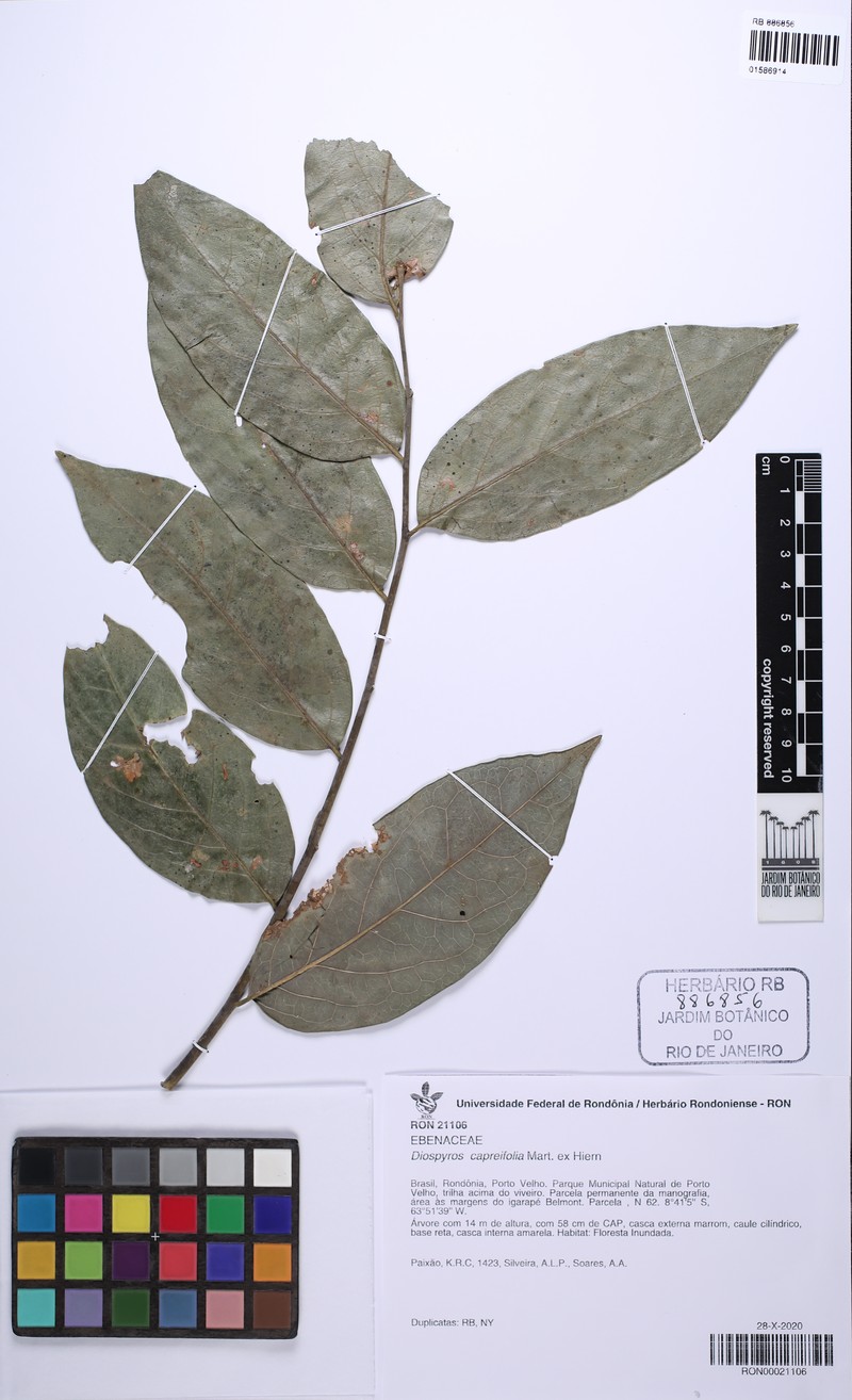 Diospyros capreifolia photo 5
