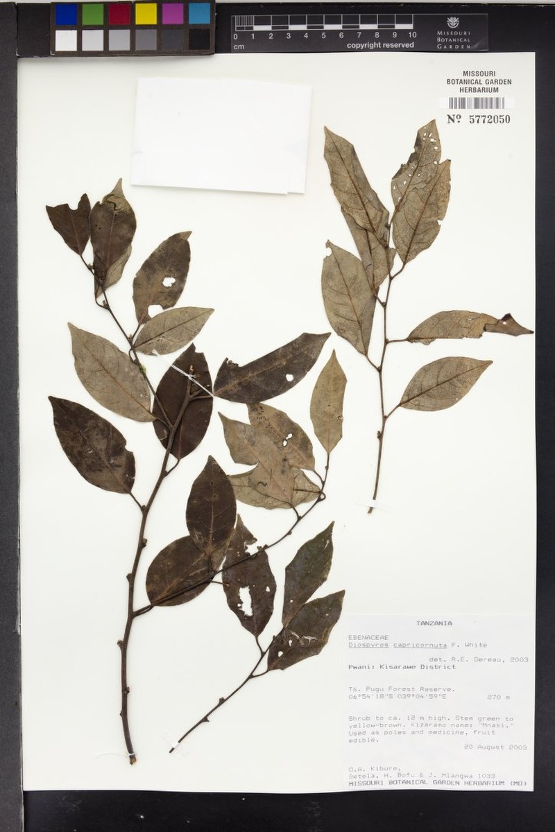 Diospyros capricornuta