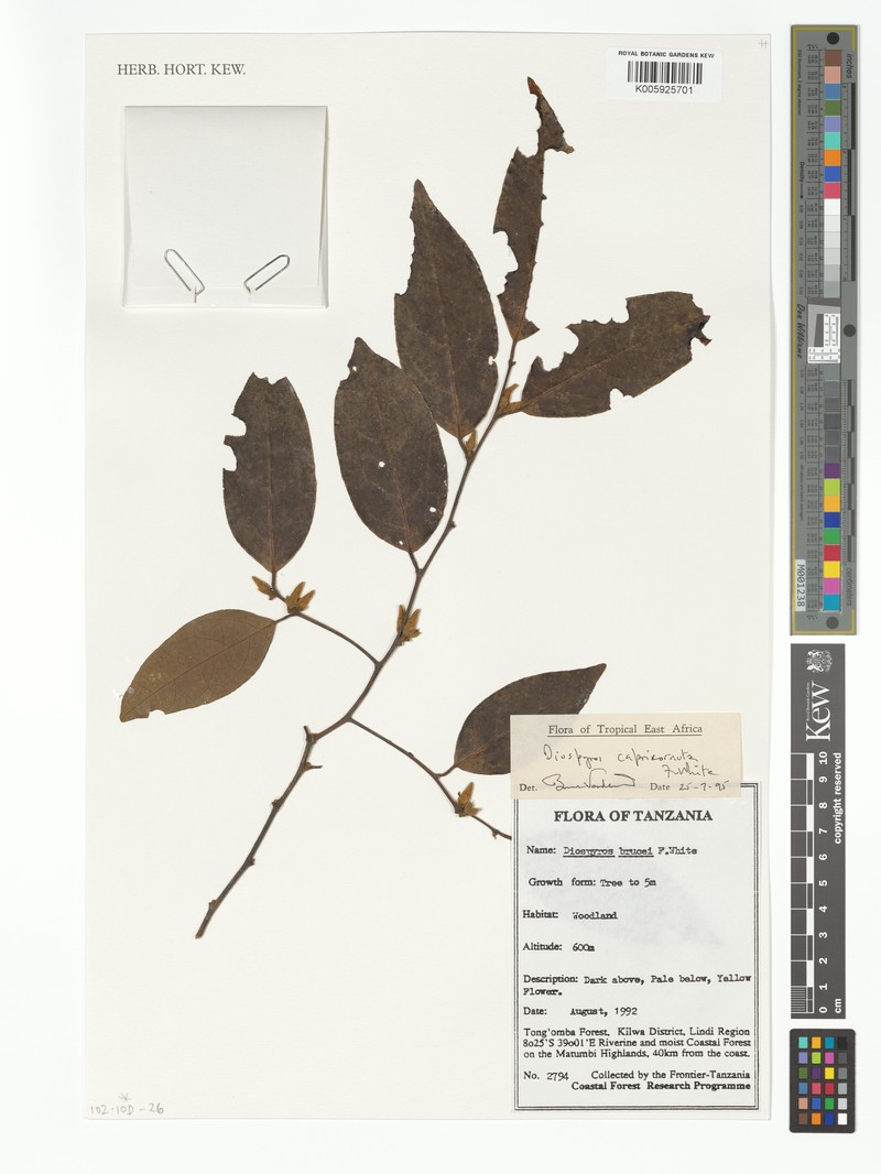 Diospyros capricornuta photo 2