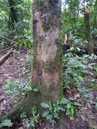 Diospyros carbonaria
