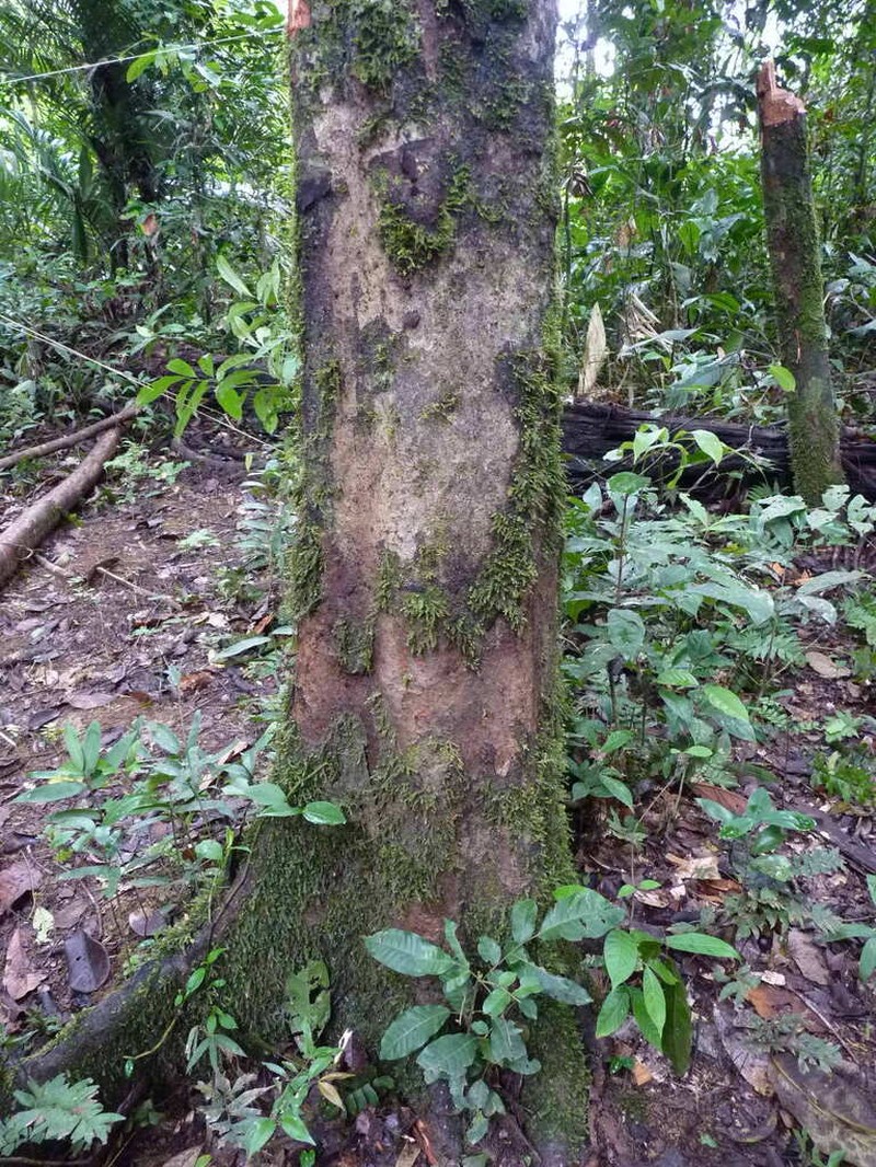 Diospyros carbonaria