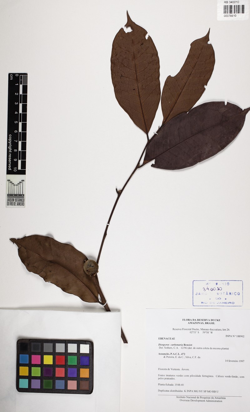 Diospyros carbonaria photo 2