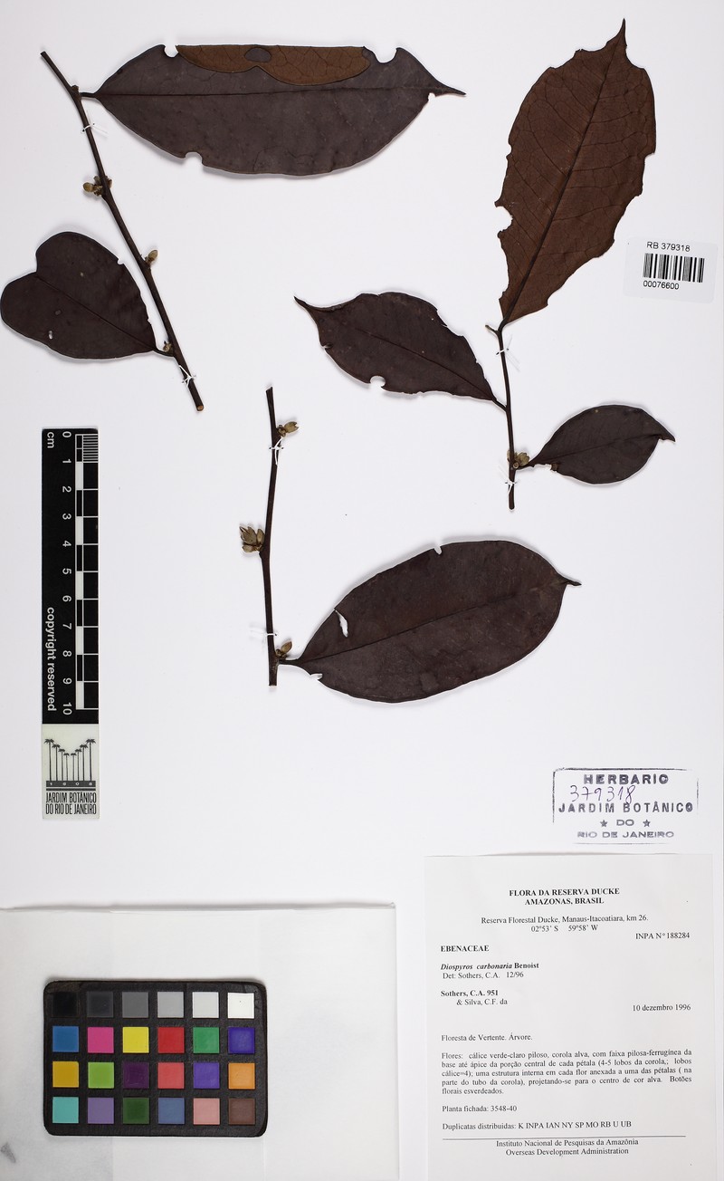 Diospyros carbonaria photo 3