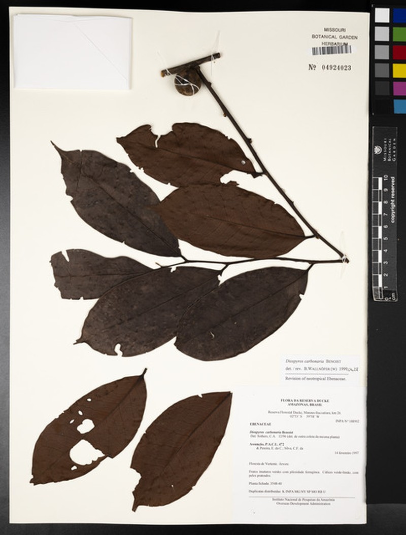 Diospyros carbonaria photo 4