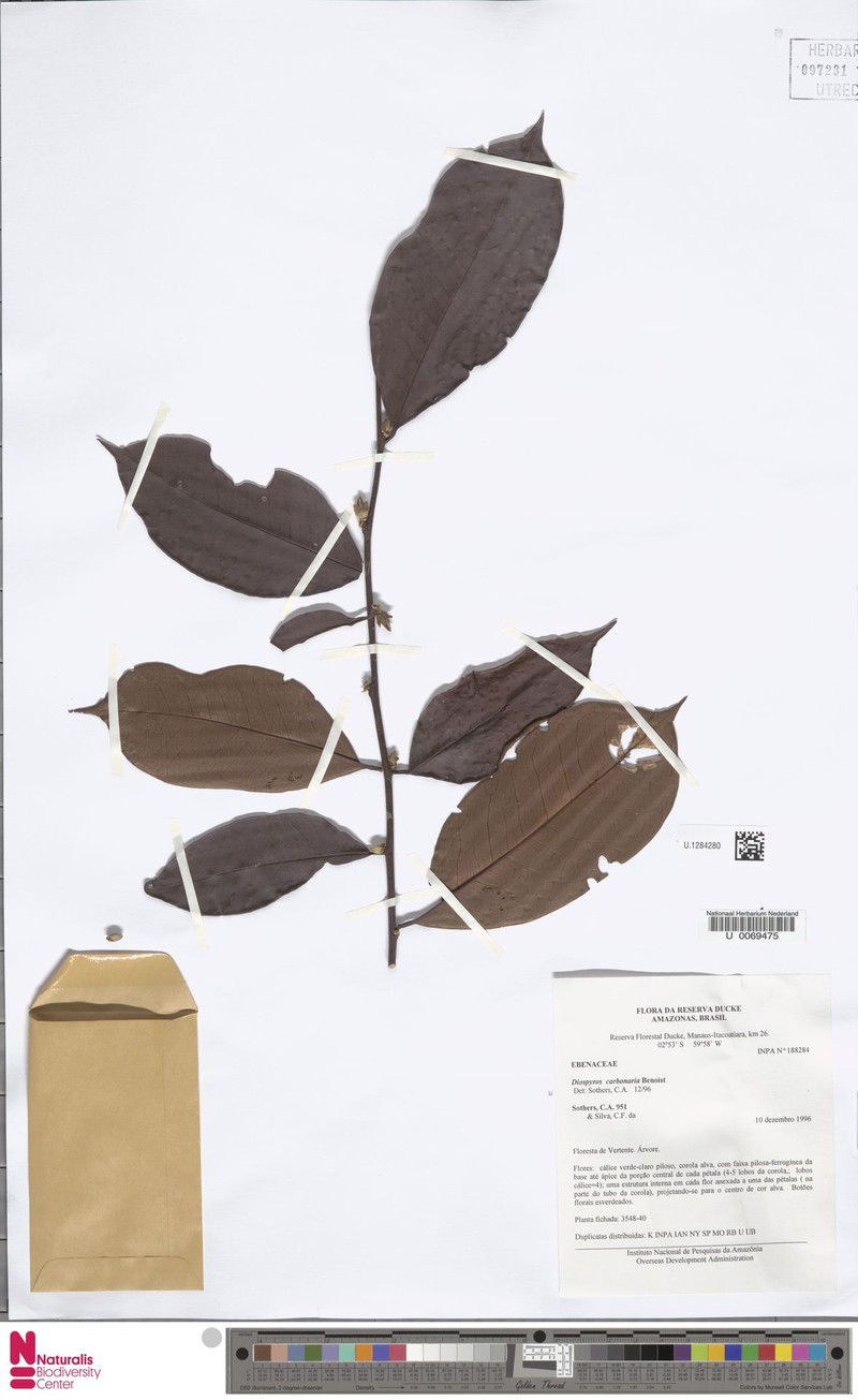 Diospyros carbonaria photo 5