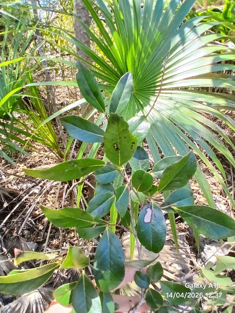 Diospyros caribaea photo 2