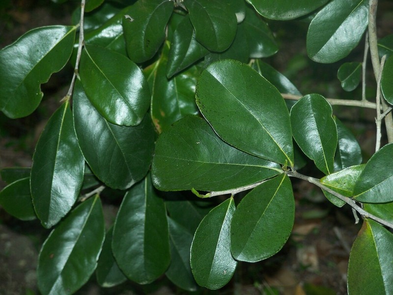 Diospyros caribaea photo 3