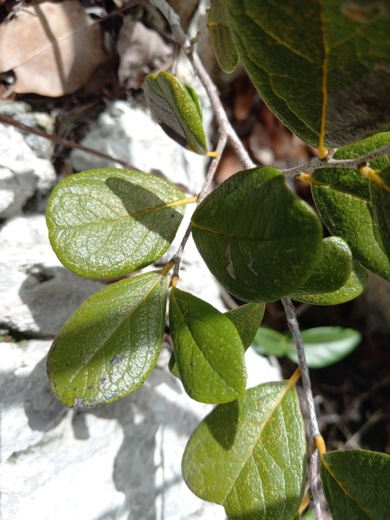 Diospyros caribaea photo 4