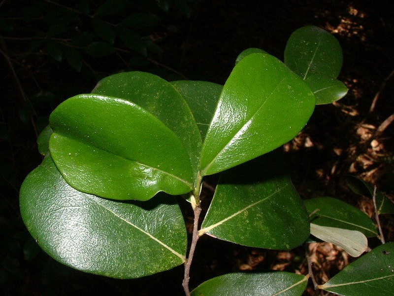 Diospyros caribaea photo 5