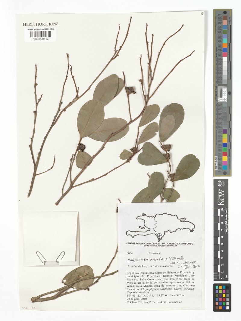 Diospyros caribaea photo 6