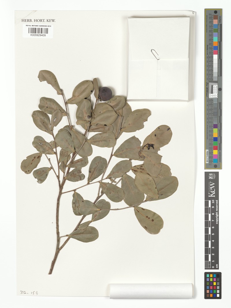 Diospyros caribaea photo 7