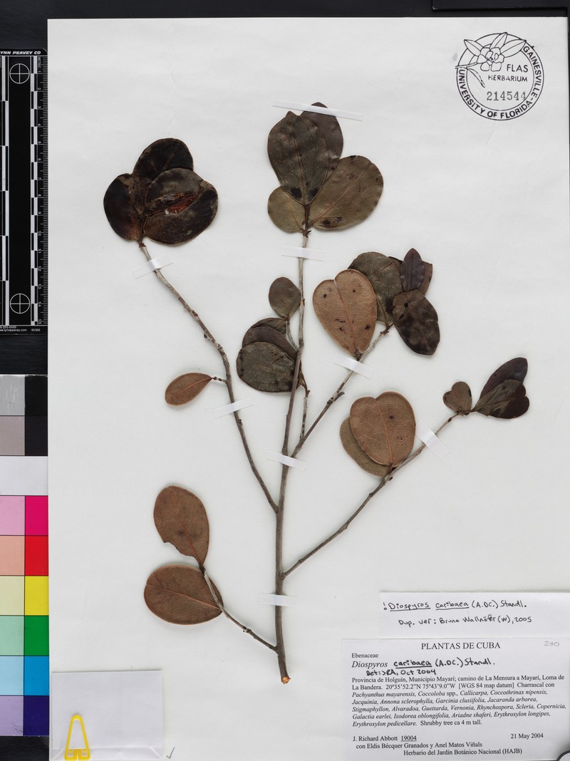 Diospyros caribaea photo 8