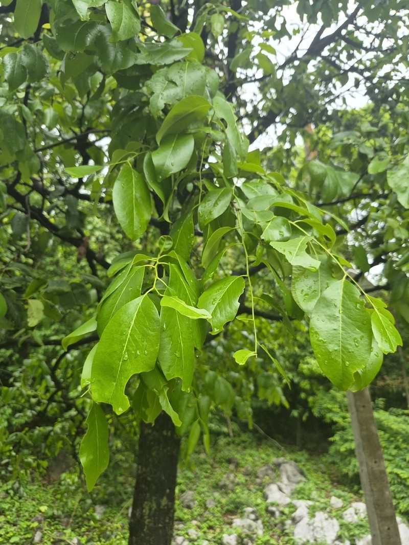 Diospyros castanea