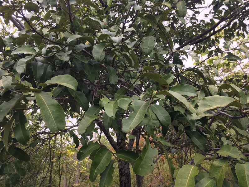 Diospyros castanea photo 2