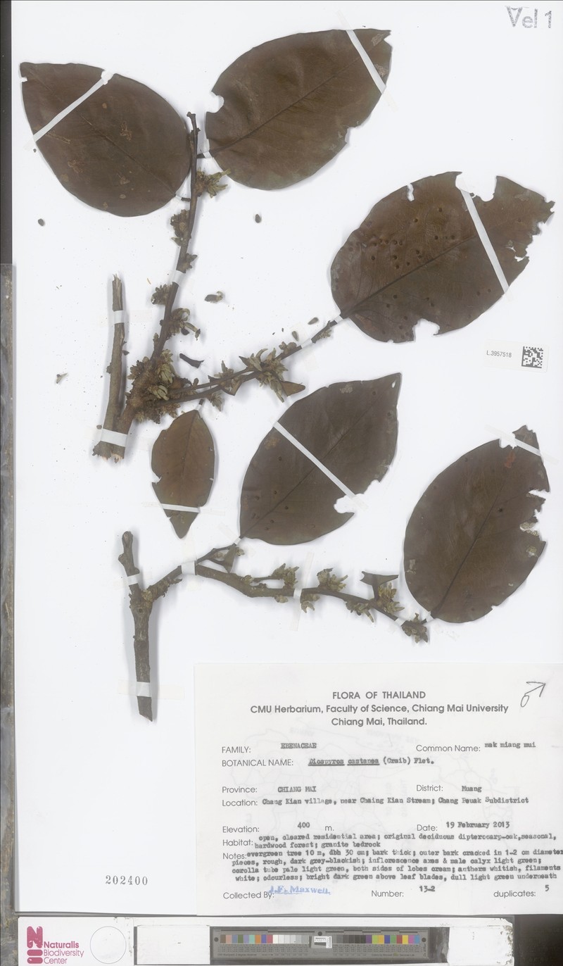 Diospyros castanea photo 4
