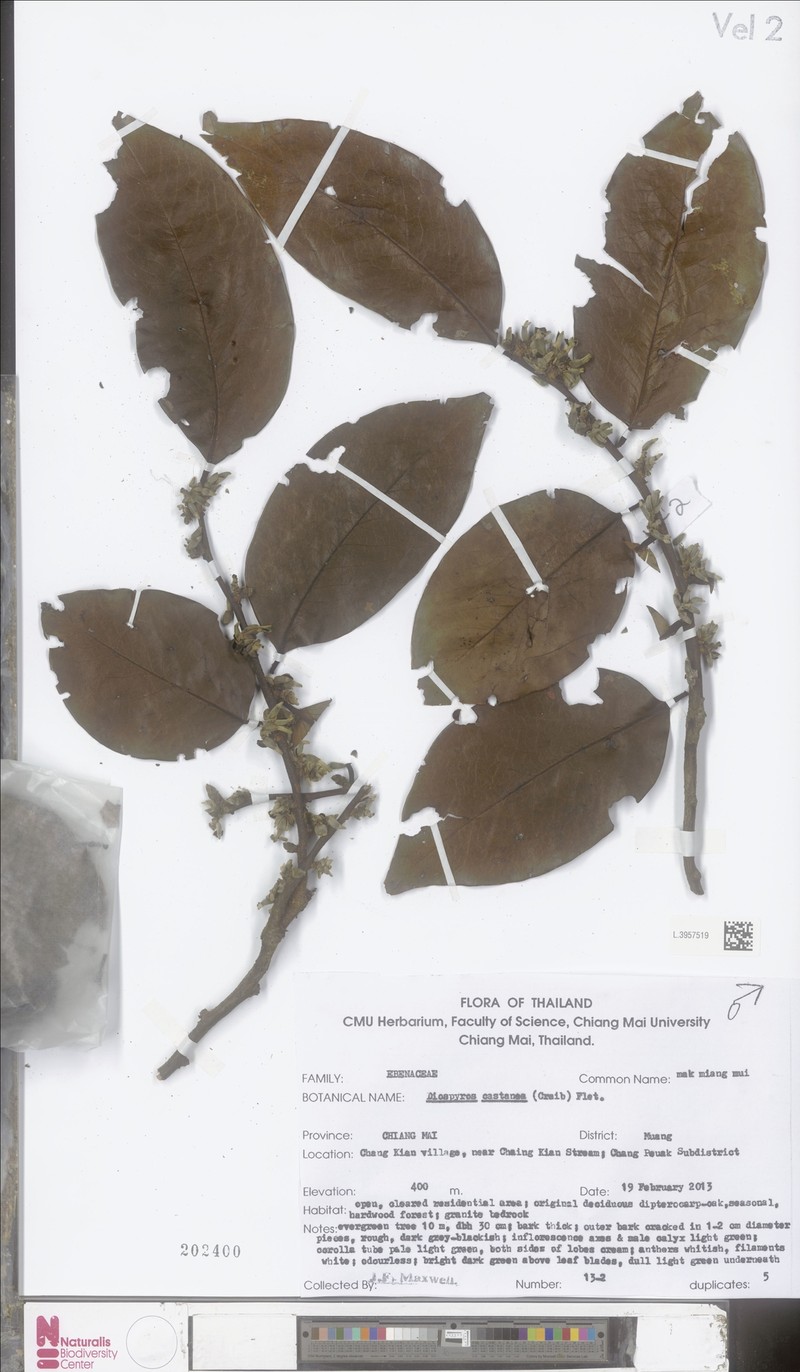 Diospyros castanea photo 5