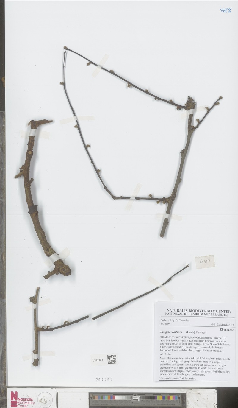 Diospyros castanea photo 6