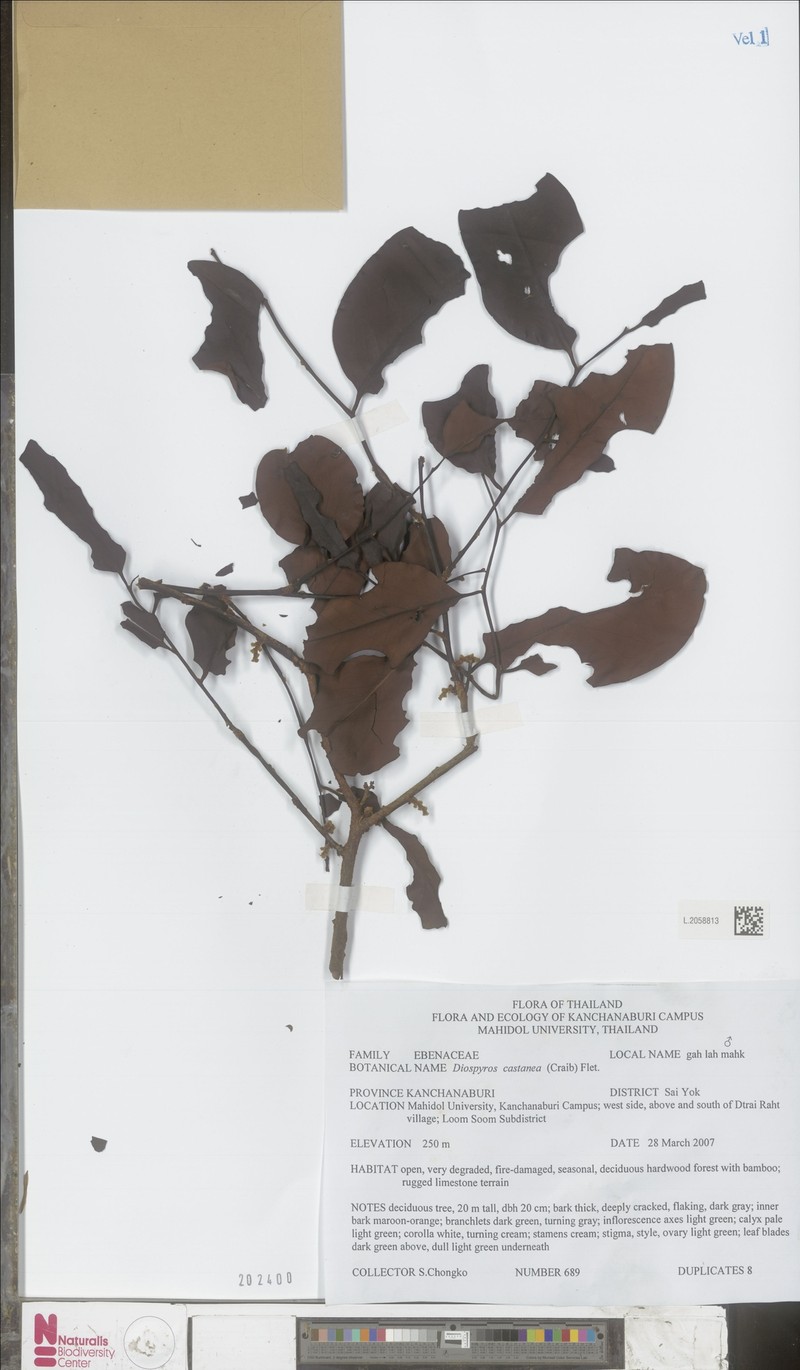 Diospyros castanea photo 7
