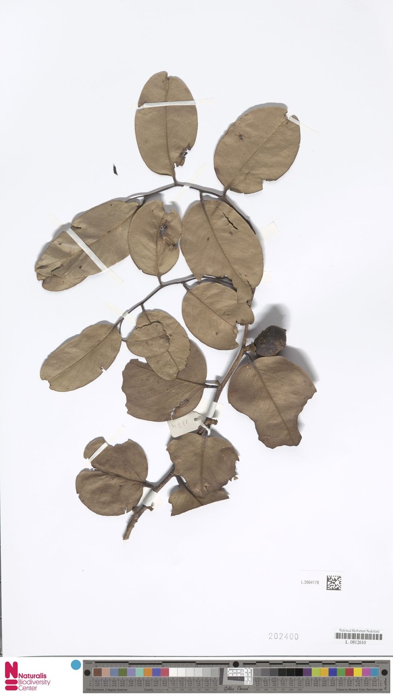 Diospyros castanea photo 8