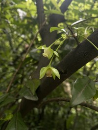 Diospyros cathayensis