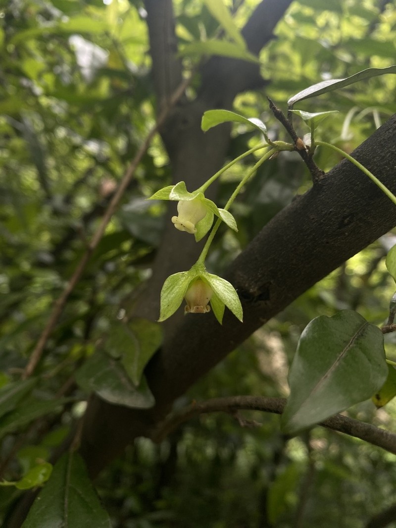 Diospyros cathayensis