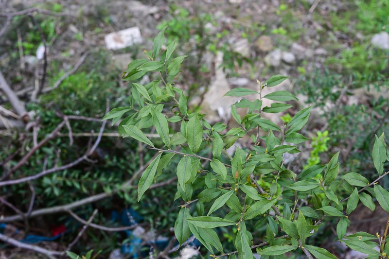 Diospyros cathayensis photo 2
