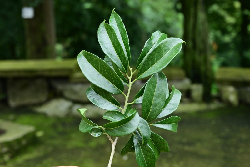 Diospyros cathayensis photo 3