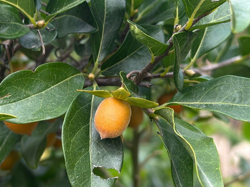 Diospyros cathayensis photo 4