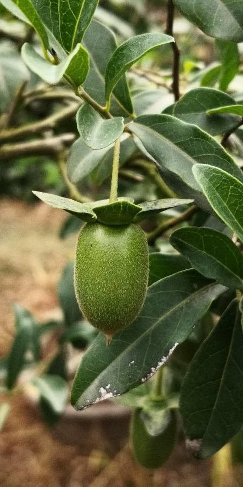 Diospyros cathayensis photo 7