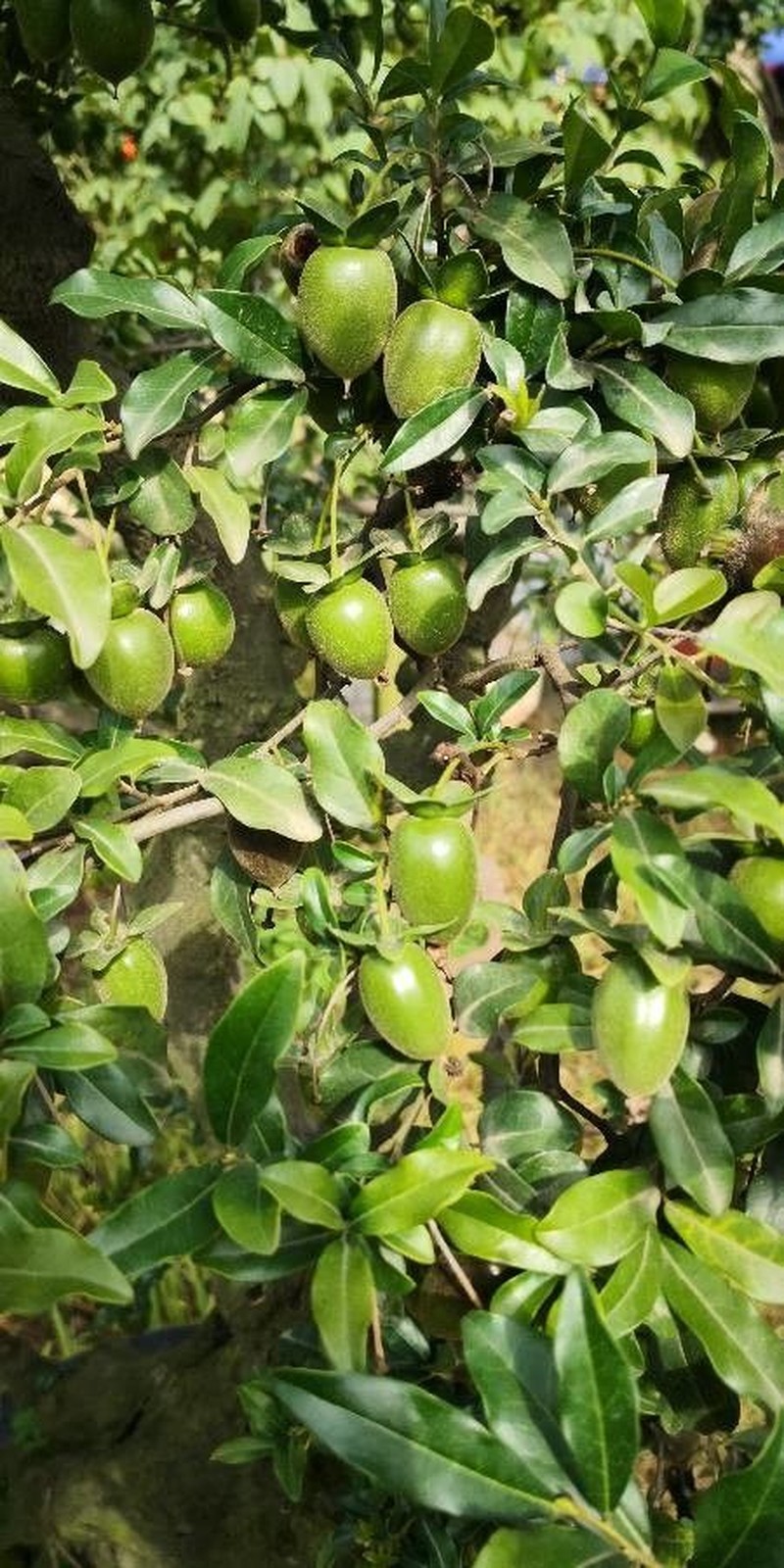 Diospyros cathayensis photo 8