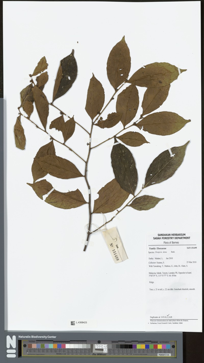 Diospyros caudisepala