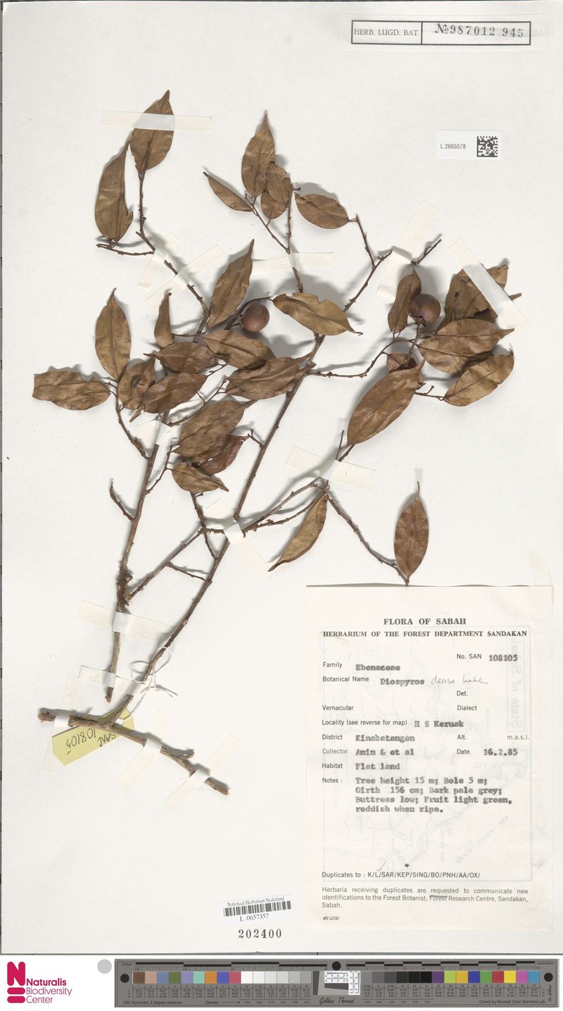 Diospyros caudisepala photo 2