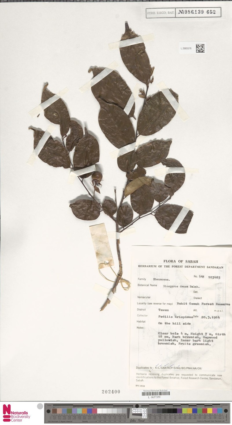 Diospyros caudisepala photo 3