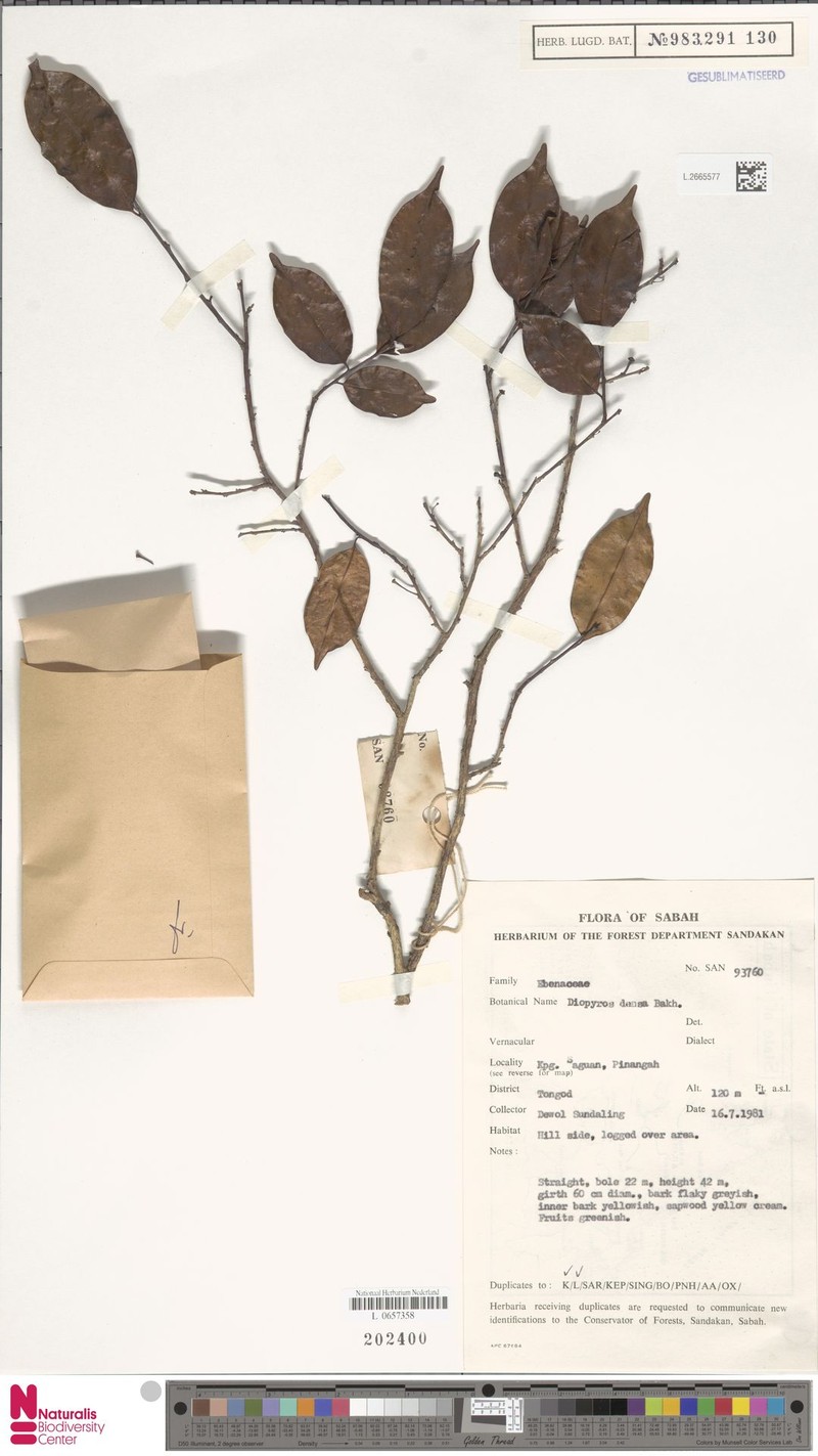 Diospyros caudisepala photo 4