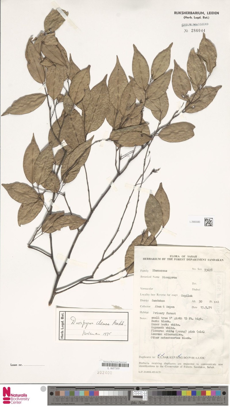 Diospyros caudisepala photo 5