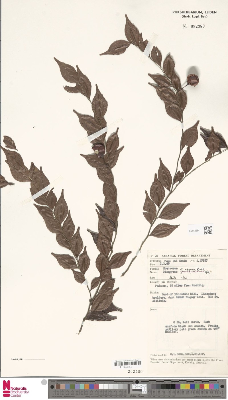 Diospyros caudisepala photo 6