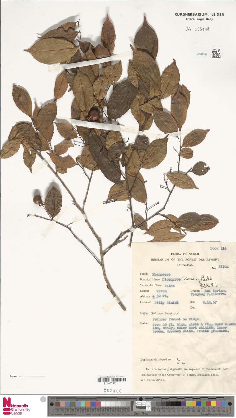 Diospyros caudisepala photo 7