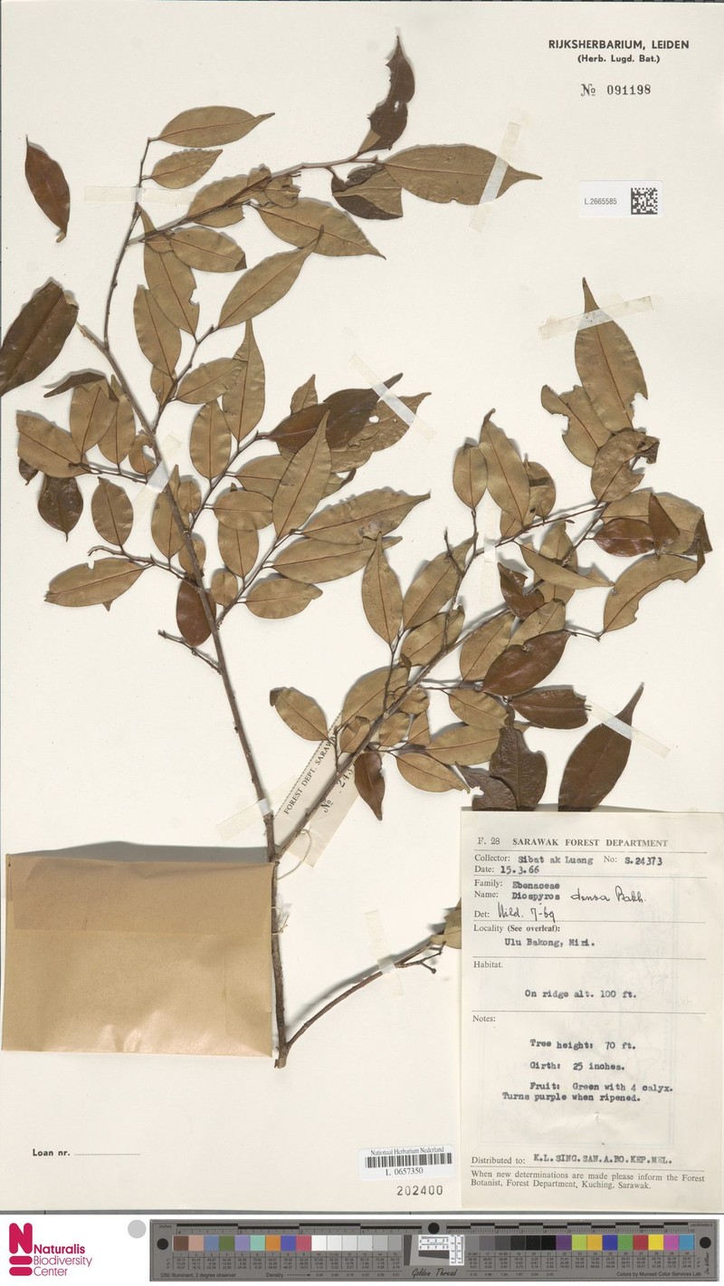 Diospyros caudisepala photo 8