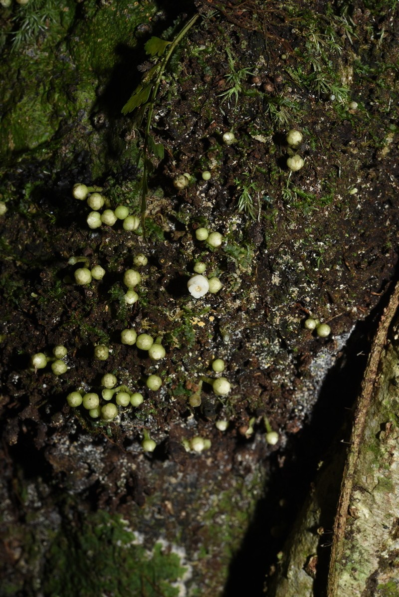 Diospyros cauliflora photo 2