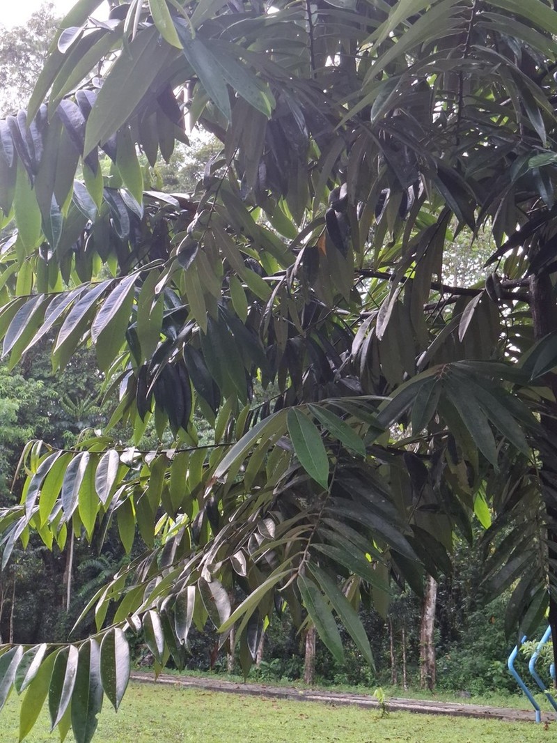 Diospyros cauliflora photo 3