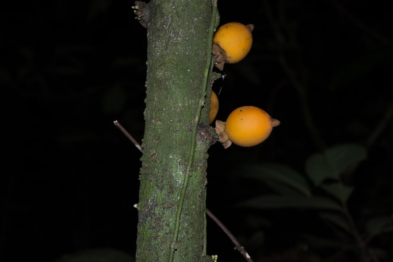 Diospyros cauliflora photo 4