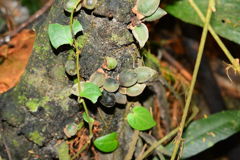 Diospyros cauliflora photo 5