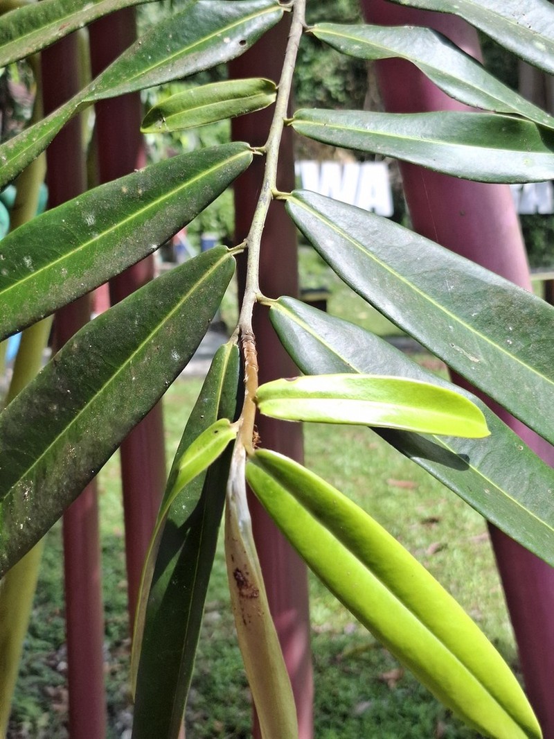 Diospyros cauliflora photo 6
