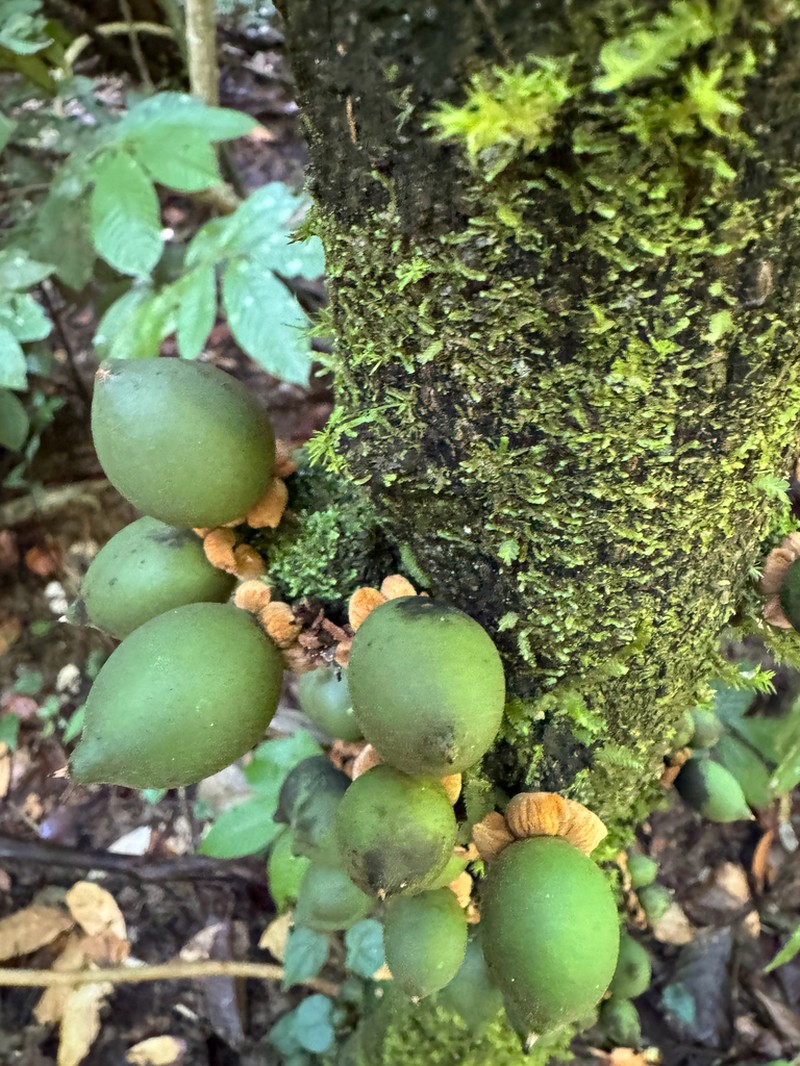 Diospyros cauliflora photo 7